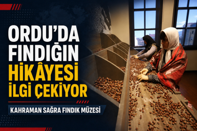 Ordu’da fındığın hikayesi ilgi çekiyor