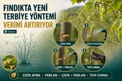 GİRESUN TOMBUL FINDIĞINDA YENİ DÖNEM: YOĞUN DİKİM VERİM UMUDU OLDU