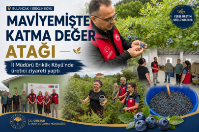 GİRESUN’DA MAVİYEMİŞ ÜRETİMİ 270 DEKARA ULAŞTI