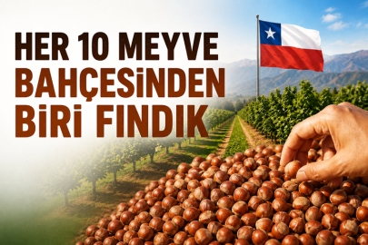ŞİLİ FINDIKTA DÜNYANIN YENİ GÜCÜ:  HER 10 MEYVE BAHÇESİNDEN BİRİ FINDIK