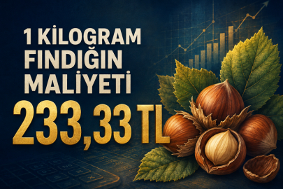 1 KİLOGRAM FINDIĞIN MALİYETİ 233,33 TL
