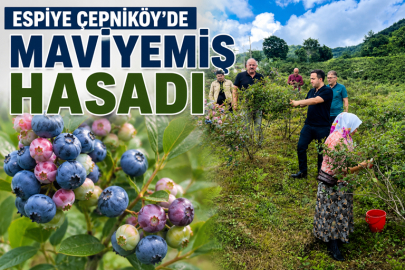 ESPİYE’DE MAVİYEMİŞ HASADI: ÇEPNİKÖY’DE 11 DEKARLIK ÜRETİM