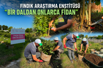 FINDIK ARAŞTIRMA ENSTİTÜSÜ “BİR DALDAN ONLARCA FİDAN”