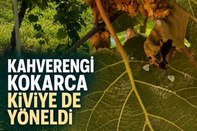 KAHVERENGİ KOKARCA KİVİYE DE YÖNELDİ: