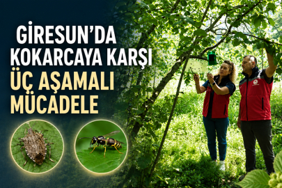 GİRESUN’DA KAHVERENGİ KOKARCAYA KARŞI ÜÇ AŞAMALI MÜCADELE