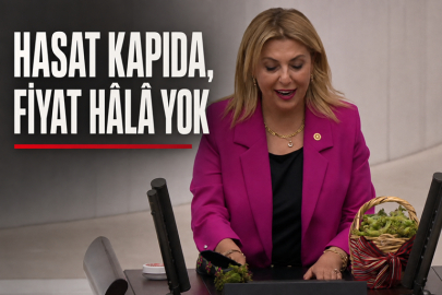 GEZMİŞ : HASAT KAPIDA, FİYAT HÂLÂ YOK