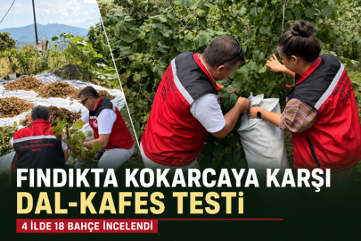 FINDIKTA KOKARCAYA KARŞI “DAL-KAFES” TESTİ: