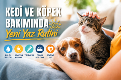 Kedi ve Köpek Bakımında Yeni Yaz Rutini