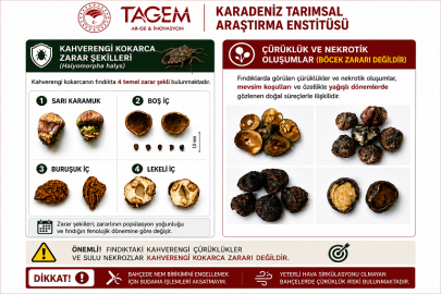 KARADENİZ TARIMSAL ARAŞTIRMA ENSTİTÜSÜ UYARDI: SULU ÇÜRÜKLERLE KOKARCA ZARARI BİRBİRİNE KARIŞTIRILMAMALI