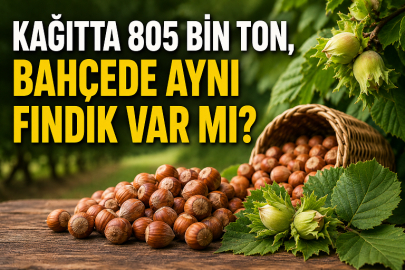 KAĞITTA 805 BİN TON, BAHÇEDE AYNI FINDIK VAR MI?