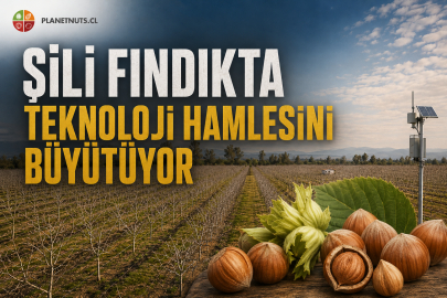 FINDIK MALİYETİNİ ARTIRMADAN VERİMLİLİĞİ YÜKSELTMEK