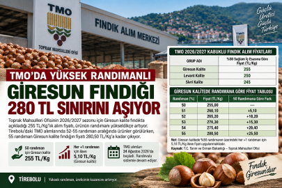 TMO’DA YÜKSEK RANDIMANLI GİRESUN FINDIĞI 280 TL SINIRINI AŞIYOR