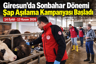 GİRESUN’DA ŞAP AŞILAMA KAMPANYASI BAŞLADI
