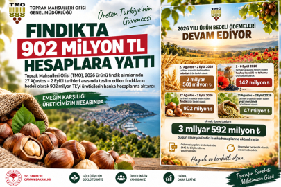FINDIKTA 902 MİLYON TL HESAPLARA YATTI