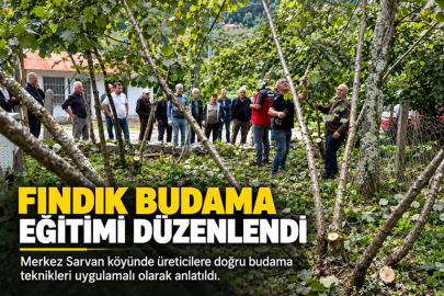 FINDIKTA VERİM VE KALİTE İÇİN DOĞRU BUDAMA UYARISI