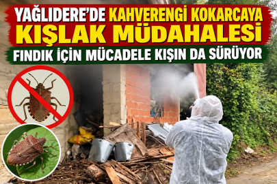 YAĞLIDERE’DE KAHVERENGİ KOKARCAYA KIŞLAK MÜDAHALESİ