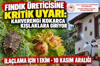 FINDIK ÜRETİCİSİNE KRİTİK UYARI: KAHVERENGİ KOKARCA KIŞLAKLARA GİRİYOR