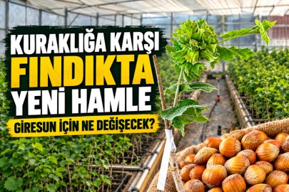 FINDIKTA YENİ HAMLE:
