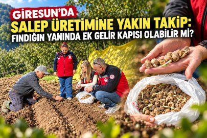 SALEP ÜRETİMİNE YAKIN TAKİP: FINDIĞIN YANINDA EK GELİR KAPISI OLABİLİR Mİ?