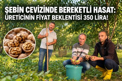ŞEBİN CEVİZİNDE BEREKETLİ HASAT: ÜRETİCİNİN FİYAT BEKLENTİSİ 350 LİRA!