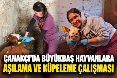 ÇANAKÇI'DA BÜYÜKBAŞ HAYVANLARA AŞILAMA VE KÜPELEME ÇALIŞMASI